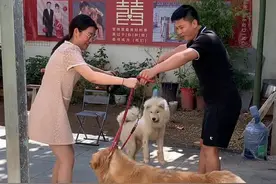 结婚前丈母娘说要把多多陪嫁过来，但是发现他们好像还不舍得多多，最近媳妇家的狗和家里的球球都不太开心的样子，于是就决定让陪嫁狗和彩礼狗见个面，所以就有接下来的一幕#我的乡村生活 #狗狗 #夫妻日常 #不养狗不知道养狗的乐趣视频封面