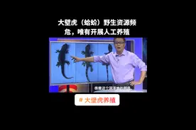 #大壁虎养殖 大壁虎（蛤蚧）野生资源频危，唯有开展人工养殖#科普 #毒蛇 #蛤蚧养殖@克迈拉生物 @中国昆虫网 @王泽铺农业视频封面