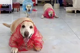 我家的狗子们都成精啦！竟然在家跳印度舞了，看一次笑一百次