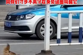 流浪狗过马路不幸被撞身亡，同伴们寸步不离守在身旁试图叫醒它#流浪狗 #万物皆有灵性视频封面