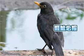 惹了乌鸫就相当于惹了它的祖祖辈辈！#万万没想到 #震惊 #鸟类 #冷知识 #乌鸦视频封面
