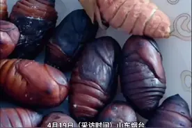 4月19日（采访时间）山东烟台。买的蚕蛹忘记吃了，发现时已经开始变成蛾子，网友：看完再也不敢吃蚕蛹了视频封面