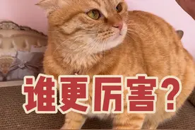 同样是猫，差距怎么这么大呢？#猫咪的迷惑行为 #橘猫