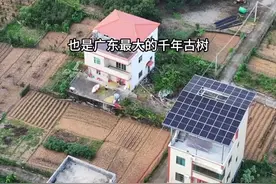 广东最大的千年古树，位于广东和平县东水镇新坪村，树龄超过一千多年，树高20多米，胸围达到一千九百厘米，他的树干粗壮足足要12个成年人才能抱住！#救命树 #千年古树 #雅榕树 #历史古迹视频封面