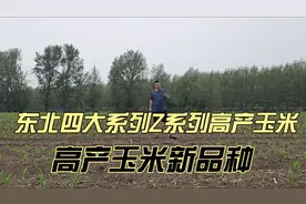 四大系列高产玉米种子，Z系列玉米种子，米质好产量高抗倒伏视频封面