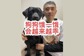 狗狗每天都吃得很饱一定不是好事！让狗狗时刻保持饥饿才对。#养狗经验分享 #科学养宠攻略 #我和狗狗的故事 #新手养狗 #养狗小知识