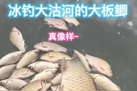 青岛大沽河的大板鲫真带劲！！！#钓鱼人就是这么疯狂 #在冬日阳光下钓个鱼吧 #冰钓视频封面