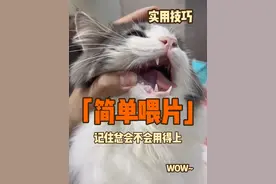 这个方法太好用 再难的猫都能搞定#猫咪喂药 #猫咪喂药方法 #猫咪吃药 #猫咪不舒服 #养猫日常视频封面