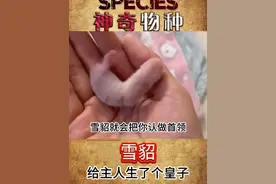 雪貂：主人，快看我们的孩子 这是给主人生了个皇子吧😂#神奇动物在抖音 #动物的迷惑行为 #科普 #动物萌时刻 #动物成精