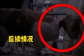 断脖子猫咪后续：小猫咪叫逆风，流浪时不知道发生了什么脖子快断了，很担心它会倒下，没想到它坚强的活了下来#明仔团队 #我和流浪猫的故事 #流浪猫救助视频封面