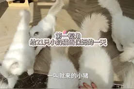 第一视角|体验小奶猫管家的一天😏 #布偶猫 #记录猫咪日常 #小奶猫的点点滴滴 #与猫在一起的日子视频封面