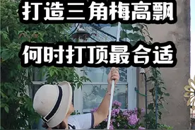 打造三角梅高飘枝，选择合适的打顶位置，才能更多的促进分枝的生长。#三角梅 #一起养花
