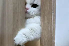 是声带被肉肉挤了吗？#百利高蛋白猫粮 #百利猫粮 #天然百利视频封面