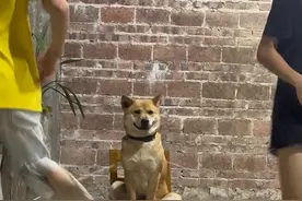 狗狗拉绳，小朋友跳得欢，笑声传遍整个村压🎉 #狗狗主打一个配合 #广西黄狗白面 #这是谁家的大馋狗 #跳皮筋狗帮忙 #中华田园犬视频封面