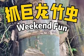 发现巨龙竹有竹虫咬过的痕迹，劈开看里面有好多竹虫，收获满满。 #真实户外 #内容启发搜索 #我的乡村生活 #竹虫#巨龙竹
