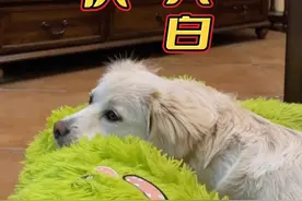 带着内蒙古加油站捡到的流浪狗狗大白，回重庆过年期间的一些可可爱爱#流浪狗 #流浪狗不再流浪 #流浪狗后续 #自驾游视频封面