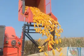 河南漯河玉米提前收割了，看看今年的玉米咋样，收割价格是多少。