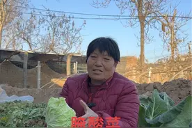 腌酸菜零失败教程！到了冬天酸菜炖大骨头粉条，酸菜汆白肉，打个酸菜卤汤，再包个酸菜饺子那是一个给力！@抖音三农 @抖音创作小助手 @抖音热点宝 #腌酸菜 #自己种的纯天然的绿色蔬菜 #腌酸菜的季节 #农村美食 #惬意的农村生活视频封面