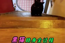 “藏猫猫”这项技能，你家猫可还行？ #抖音双11百大萌主 #萌宠大舞台有胆你就来 #超萌好物 #黑猫 #藏猫猫的最高境界视频封面