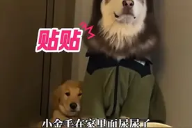 （自采原创）大哥~给我靠靠！小金毛被罚站歪阿拉斯加身上，主人：只有四个月大，是第一次被罚站😂（素材来源：@皮皮蛋吖 ）#金毛 #阿拉斯加 #狗子的迷惑行为 #小鸡毛的日常 #可爱 @DOU+小助手视频封面