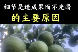 细节是造成果面不光滑的主要原因 #新农人计划2024 #抖音助农 #支持三农扶持三农发展视频封面