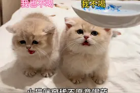 一招教你让小猫乖乖喝药#蓝金渐层 #曼基康矮脚 #米努特矮脚猫 #萌宠出道计划 #抖in萌宠计划视频封面