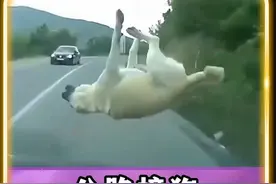 公路上撞狗，驾车离开被索赔3万！#狗主人 #万万想不到 #女司机 #社会视频封面