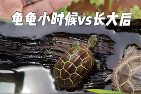 快来看看你养的龟龟长大后会是什么样子呢？常见龟龟小时候的样子VS长大后的样子(PS：具体品相和个体差异、基因、饲养环境等有关)#龟龟🐢 #巴西龟 #黄缘闭壳龟 #蛋龟 #龟宠时代