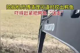 挖掘机师傅清理河道时挖出#鳄鱼，吓得赶紧把鳄鱼“送走”视频封面