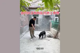 如何纠正狗狗乱捡乱吃地上的食物#新手养狗#养狗经验分享 #训犬教程
