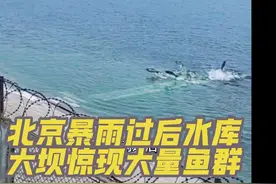 中午朋友传来视频，密云水库大坝暴雨过后惊现奇观，7月27号15时密云水库向下游放水，下游怀柔顺义请远离河道，注意安全#密云水库放水#密云水库大坝#暴雨后密云水库#水库鱼群@京郊小强民宿视频封面