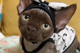 年龄不大领地意识还挺强 #黑熊精 #云养猫 #小奶猫 #萌宠出道计划视频封面