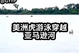 美洲虎游泳穿越世界流量最大河流！#美洲豹 #野生动物零距离 #难得一见 #精彩片段分享 #科普视频封面