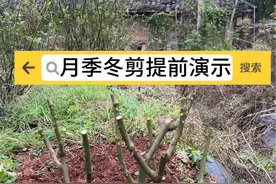 月季冬季修剪提前演示 #爱生活爱养花 #花卉养护 #月季养护 #园艺生活视频封面