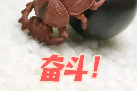 民间艺人把种子雕成了买不起的样子 缅茄菩提是缅茄树的种子，是一种很古老的雕刻原料，最早可以追溯到明朝，作品利用果核和果蒂天然色差进行俏色雕刻。#非遗文化 #纯手工雕刻 #文玩 #手作diy #手艺活