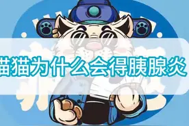 猫猫为什么会得胰腺炎 #新手养宠 #猫咪 #新手养猫技巧 #萌宠猫咪视频封面