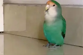 一只努力学习玄风国歌的牡丹，咕叽咕叽和拍手歌来回切换#鹦鹉🦜 #牡丹鹦鹉 #玄凤鹦鹉吹口哨视频封面