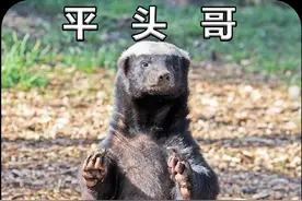 蜜獾被大家称为平头哥，深得大家的喜欢