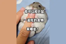 你可以和仓鼠一起吃的食物有哪些？#金丝熊 #仓鼠 #养鼠日常分享