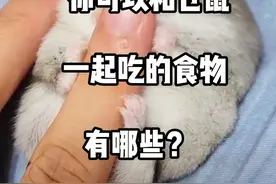 你可以和仓鼠一起吃的食物有哪些？#金丝熊 #仓鼠 #养鼠日常分享