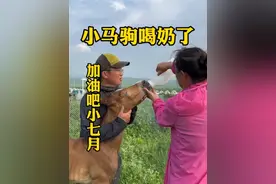 小马驹喝了第一顿人工喂的奶，虽然开始很难很排斥但是是好的开始，加油吧小七月#撒欢牧场 #记录真实生活 #神奇动物在抖音 #马 #我的乡村生活
