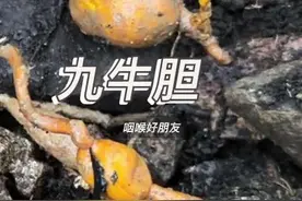 九牛胆 深山里的神奇苦药，黄色特苦有很多别名金楛榄、金苦榄视频封面