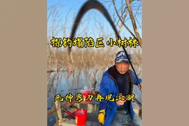 小树林、芦苇荡等复杂环境建议选短节杆，便与操作应用自如#传统钓#爱生活爱钓鱼 #野钓