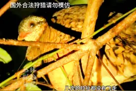 越南丛林夜晚捕猎，只需简单的套索即可收获大货#荒野求生 #野鸡