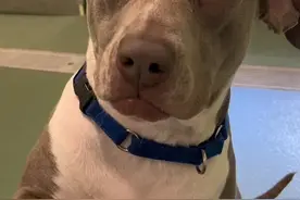 看看小孩笔下的流浪狗是什么样的？#狗狗 #流浪狗狗的故事 #狗子视频封面