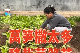 播种的时候莴笋种子撒太密，一个月后直接傻眼了，长得非常多。记录移栽莴笋过程#莴笋 #种植小技巧 #记录真实生活 #强迫症治愈系 #我的小菜园视频封面