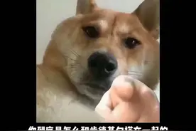 卫龙和肯德基居然联动了！这配置简直是在我的味蕾上反复横跳#卫龙 #卫龙辣条 #卫龙肯德基联名视频封面