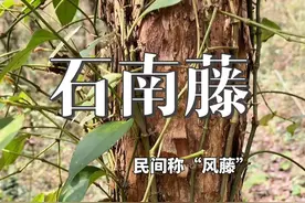 石南藤 石南藤作为中药材的别称较多，常见别名包括酒饼藤、爬岩香、丁公藤、风藤、巴岩香、三角枫、石蒌藤、细叶青竹蛇、南藤等#植物科普 #石南藤#风藤视频封面