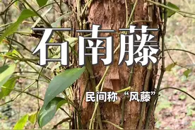 石南藤 石南藤作为中药材的别称较多，常见别名包括酒饼藤、爬岩香、丁公藤、风藤、巴岩香、三角枫、石蒌藤、细叶青竹蛇、南藤等#植物科普 #石南藤#风藤视频封面