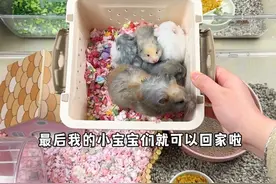 宝宝们要离开妈妈啦！今天给弟弟妹妹们分笼#仓鼠 #金丝熊